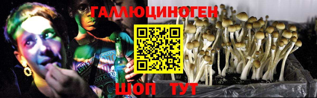 Галлюциногенные грибы Psilocybe  Вход с VPN  Каменск-Шахтинский 